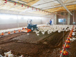 shatter milling machine mixture facing bedding for poultry farms pavo 160